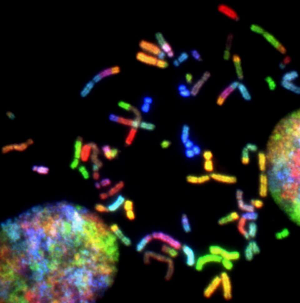 재생의학과 줄기세포 치료의 최신 동향: 혁신이 만들어내는 미래 의료