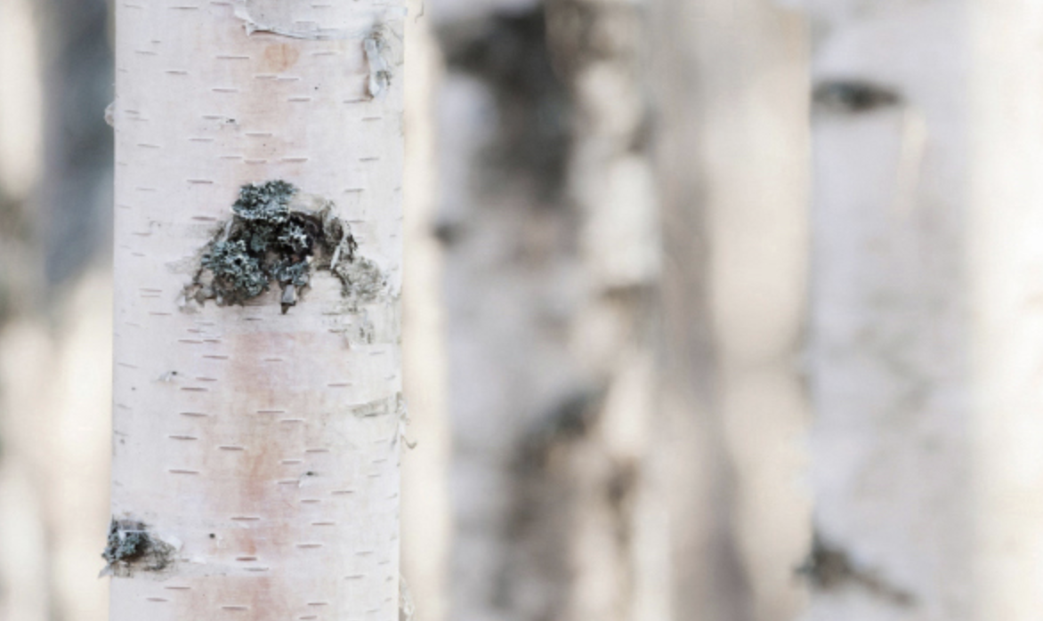 자작나무-수분-선크림