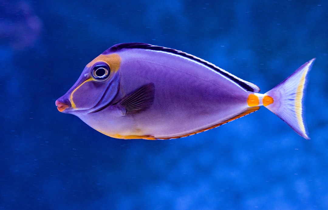 fish