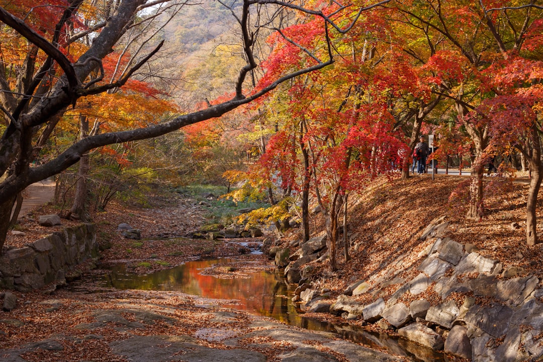 Jeongeup