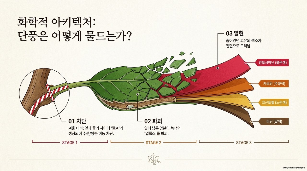 단풍잎이 초록색에서 노란색과 붉은색으로 변하는 과정