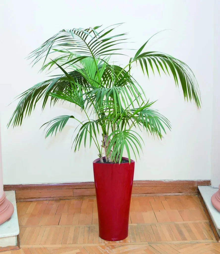 실내 공기정화식물 추천 10가지_7