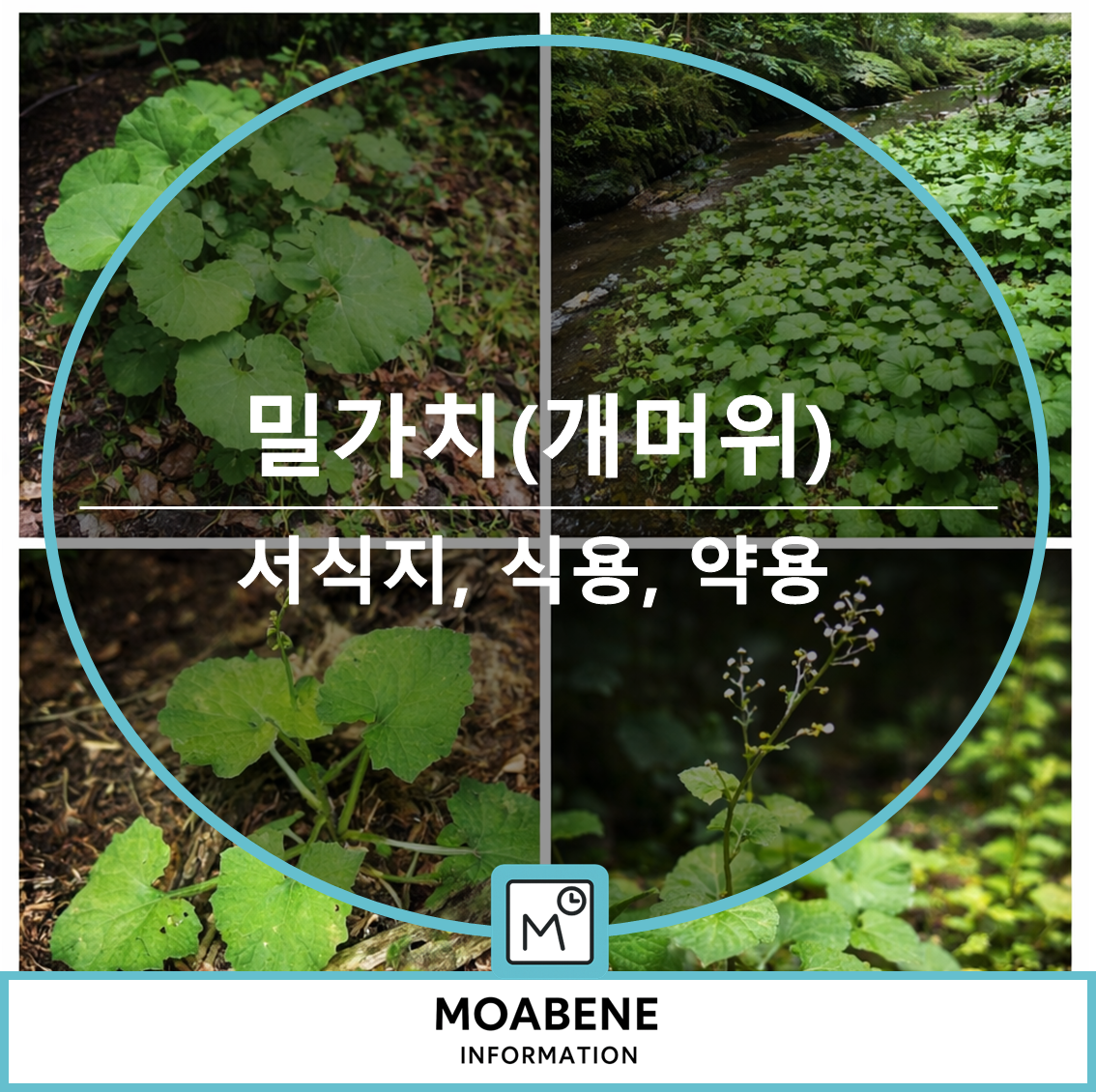밀가치(개머위) 알아보기: 서식지부터 식용·약용 활용까지 한 번에 정리
