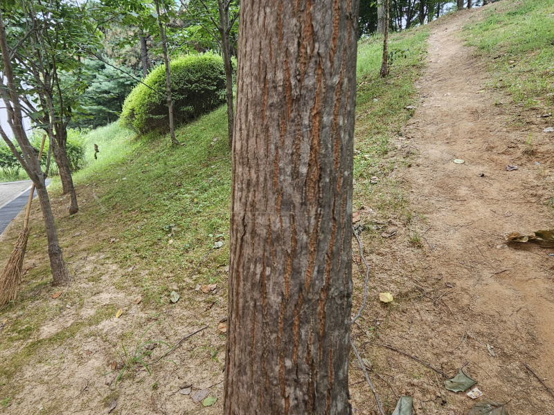 헛개나무 수피1