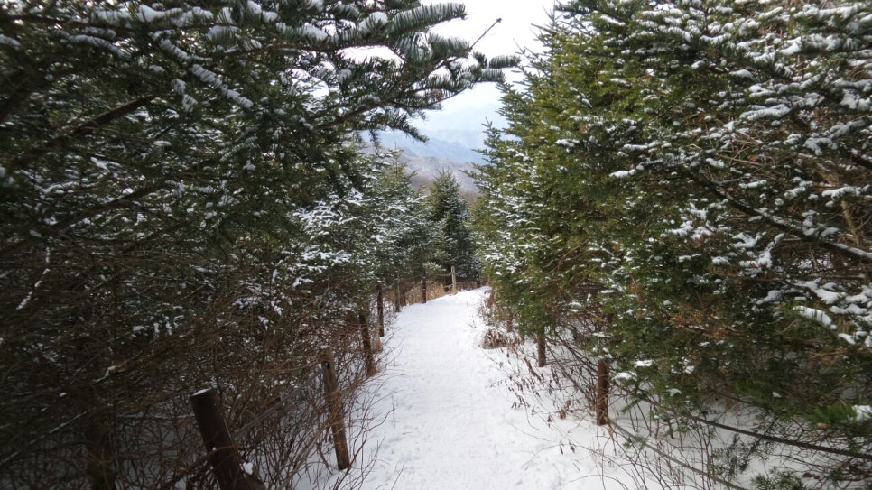 100대 명산 등산하기 여섯번째 작지만 하얗고 순수한 산 언제 올라가도 다시 가고 싶은 산 소백산