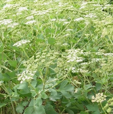 방풍나물 효능 부작용 요리 고르는법 칼로리