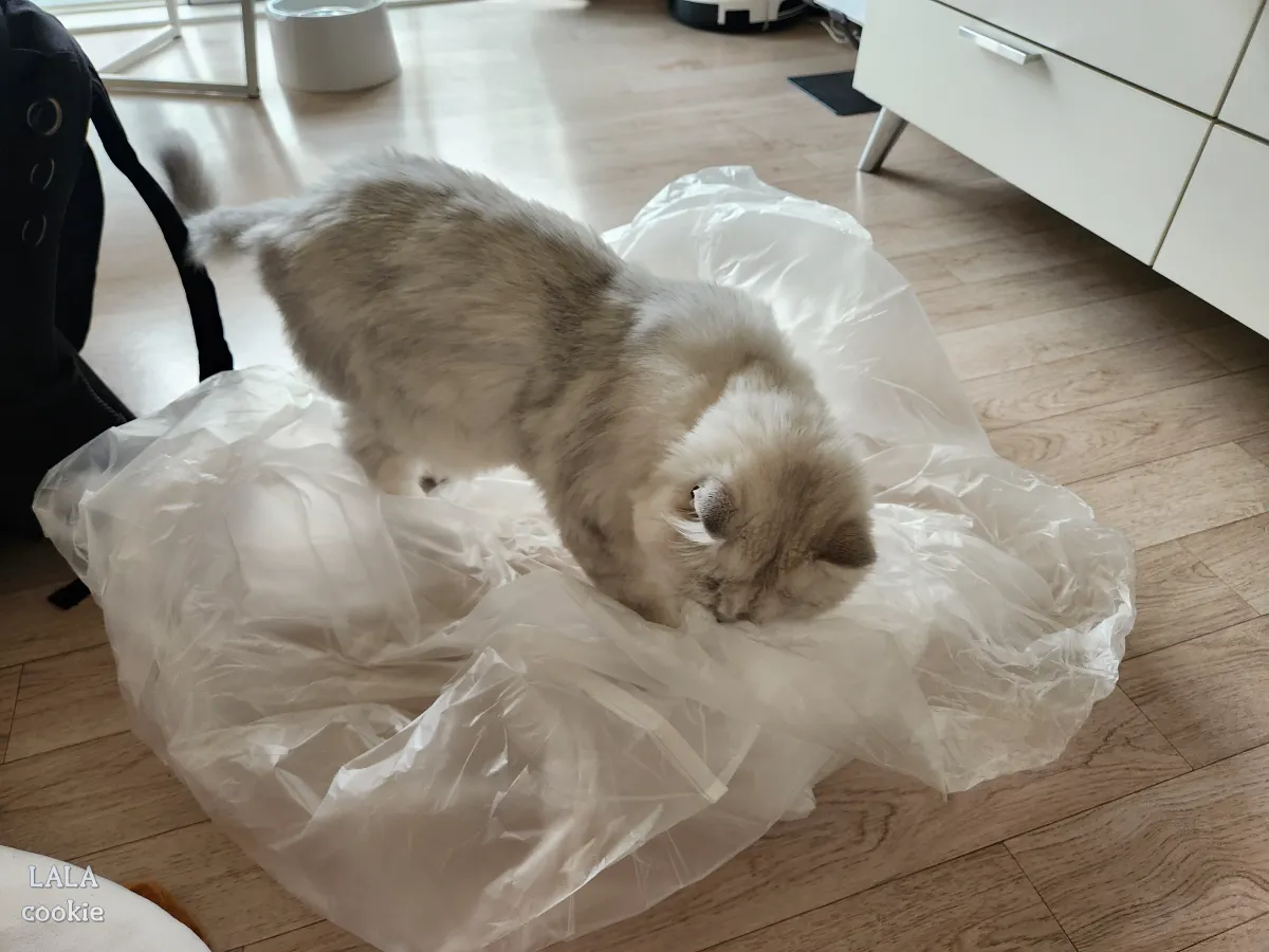 고양이-화장실-특대형-추천-무이-화장실-비닐-가지고-노는-고양이