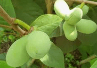 포포나무 재배방법