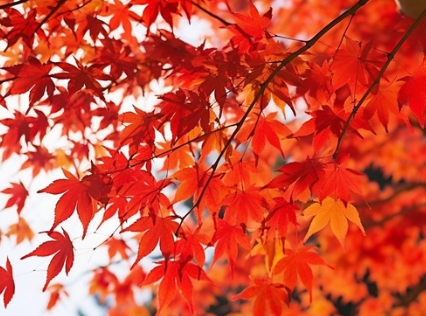 가을에 피는 꽃 단풍나무