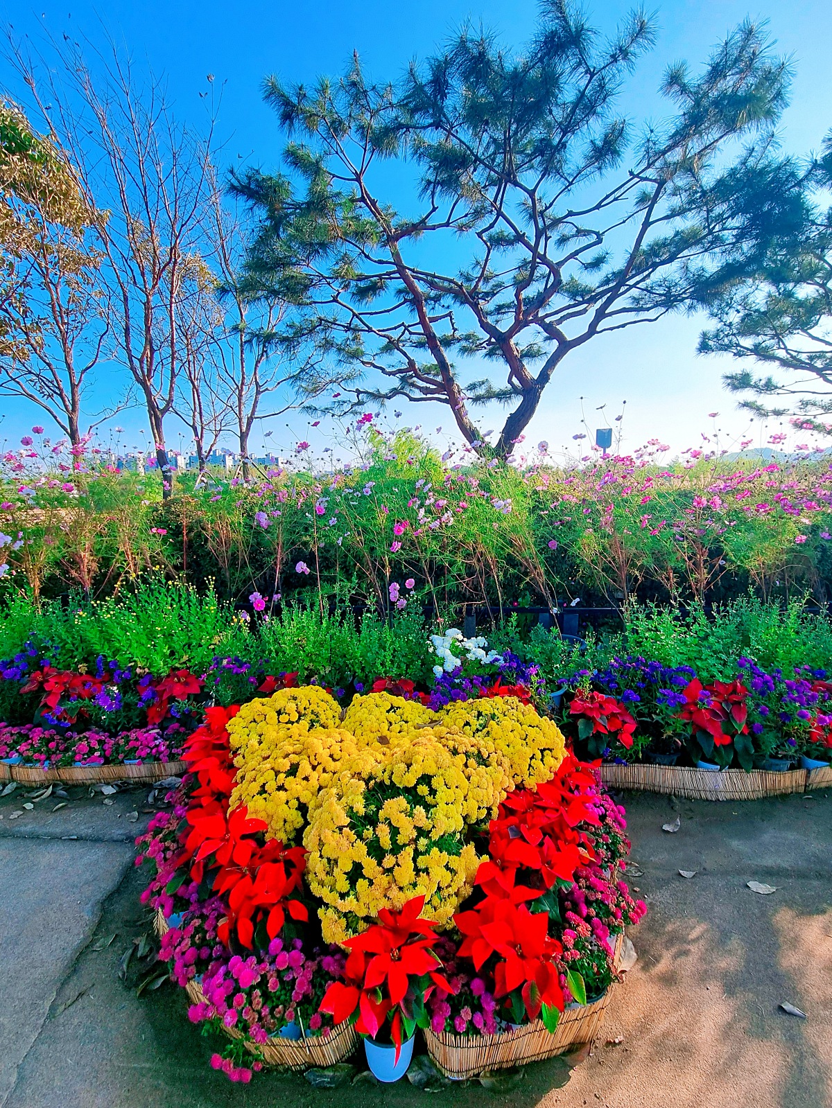 2024 인천 계양 아라온 가을꽃 전시회, 국화 축제(~11.10.): 야경, 아라뱃길, 전통놀이 체험