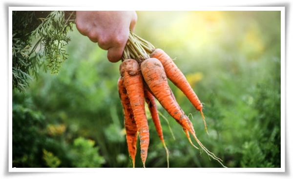 &quot;9월에 심기 좋은 텃밭 작물&quot; 풍성한 수확을 위한 최고의 작물 선택과 관리 비법!