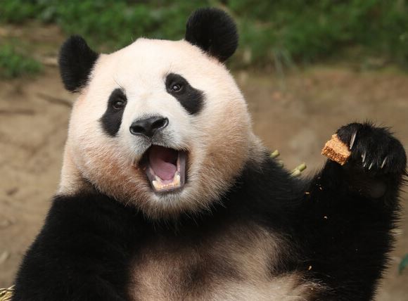 푸바오 반환 에버랜드 떠나는날 환송식 생중계 중국 소식 정리