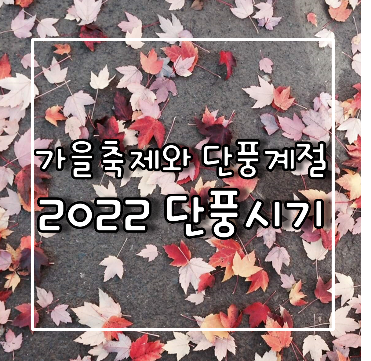 2022 단풍시기