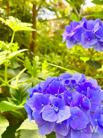 유럽수국 이미지 3