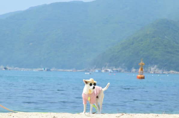 반려동물 해수욕장