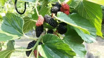 오디 재배 뽕나무 전정 수확 시기 저장 요령_4