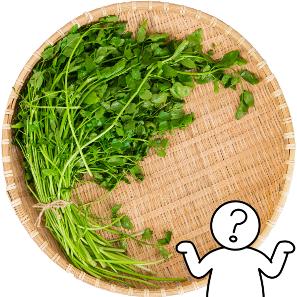 미나리 해장 효과 진짜일까 간 해독 민간요법의 과학적 분석