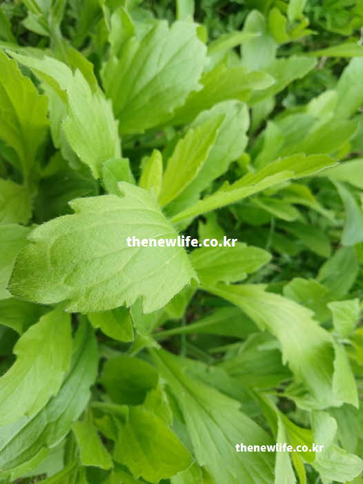 망초대 효능 요리법 나물