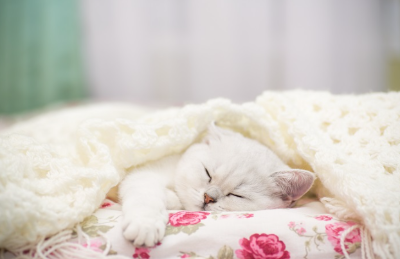 잠든 고양이