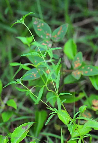 약용식물 가는잎산들깨 석향유 여름철 한방재 건강 효과_37