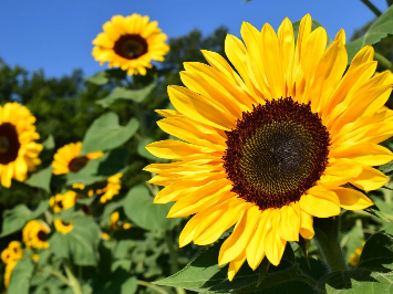 포스파티딜 세린 효능