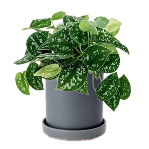 스킨답서스 관련 사진