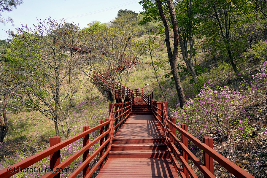 진달래꽃-고려산