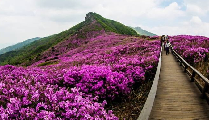 합천-황매산-철쭉제-2