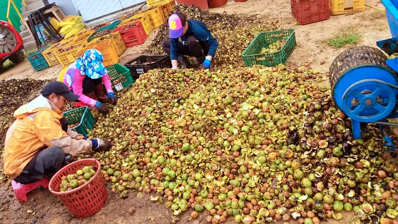 충북 영동 달콤한 햇 호두 감말랭이 자연건조 대봉 곶감 파는 곳 전국 택배 온라인 전화 주문 추천