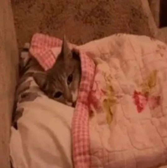 피곤한고양이