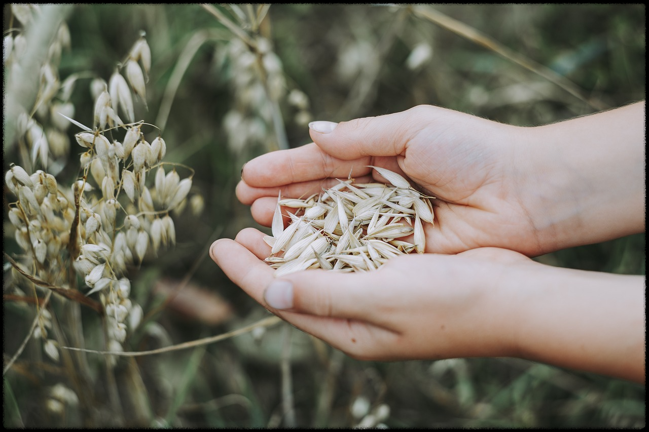 오트밀 효능_이미지4