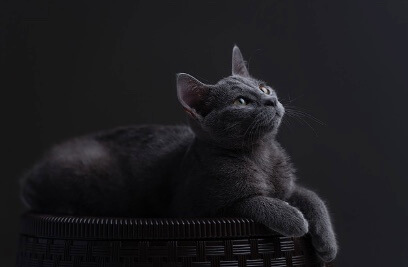 인간과 고양이