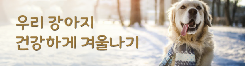 강아지 겨울철 건강