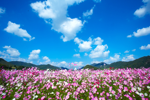 생장 억제 호르몬: ABA, 에틸렌