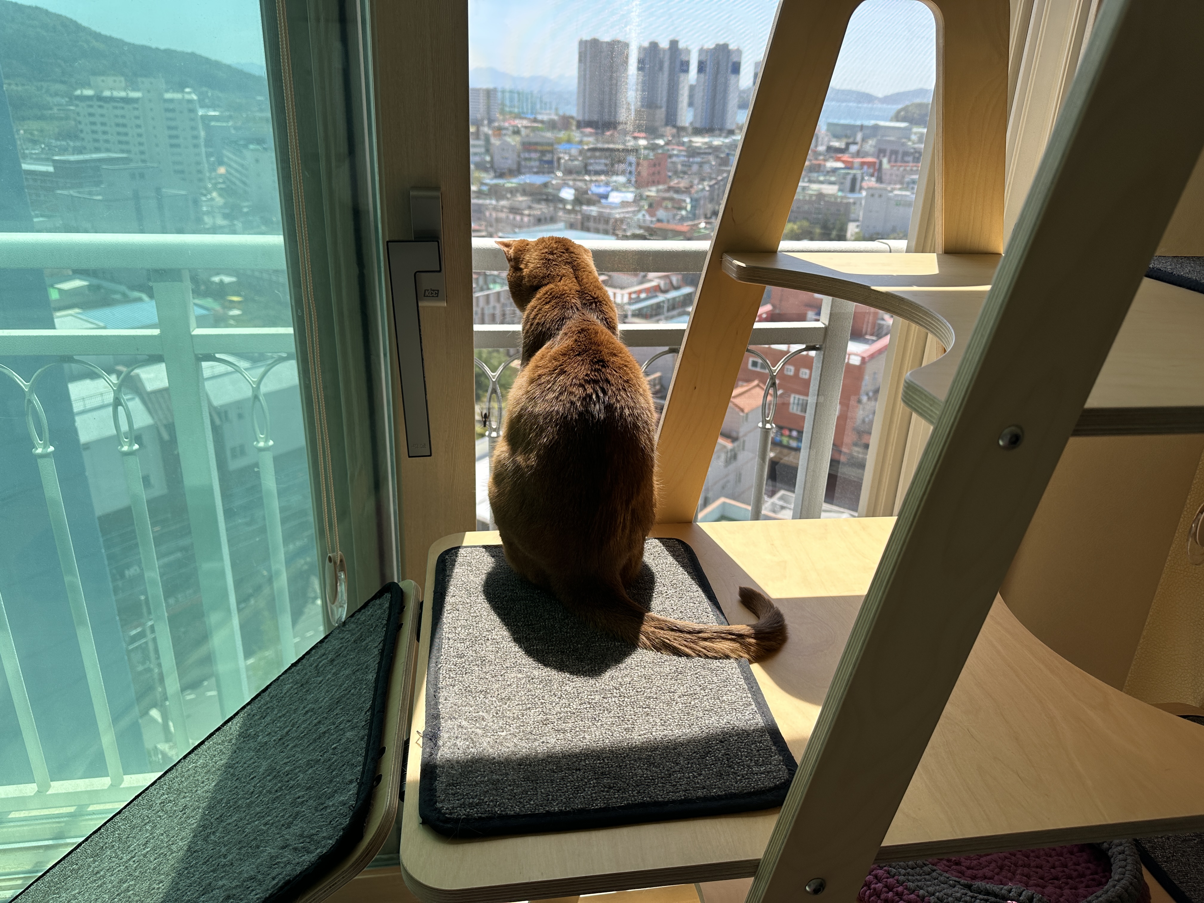 고양이들이 창밖에 벌을 발견했을때 (feat. 루나와 호야의 반응)