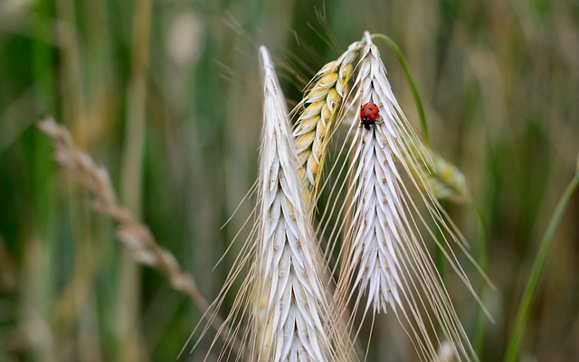 파로 곡물 효능