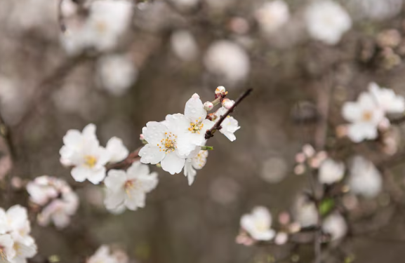 부산 봄꽃 축제 일정 벚꽃 명소 교통편 개화시기