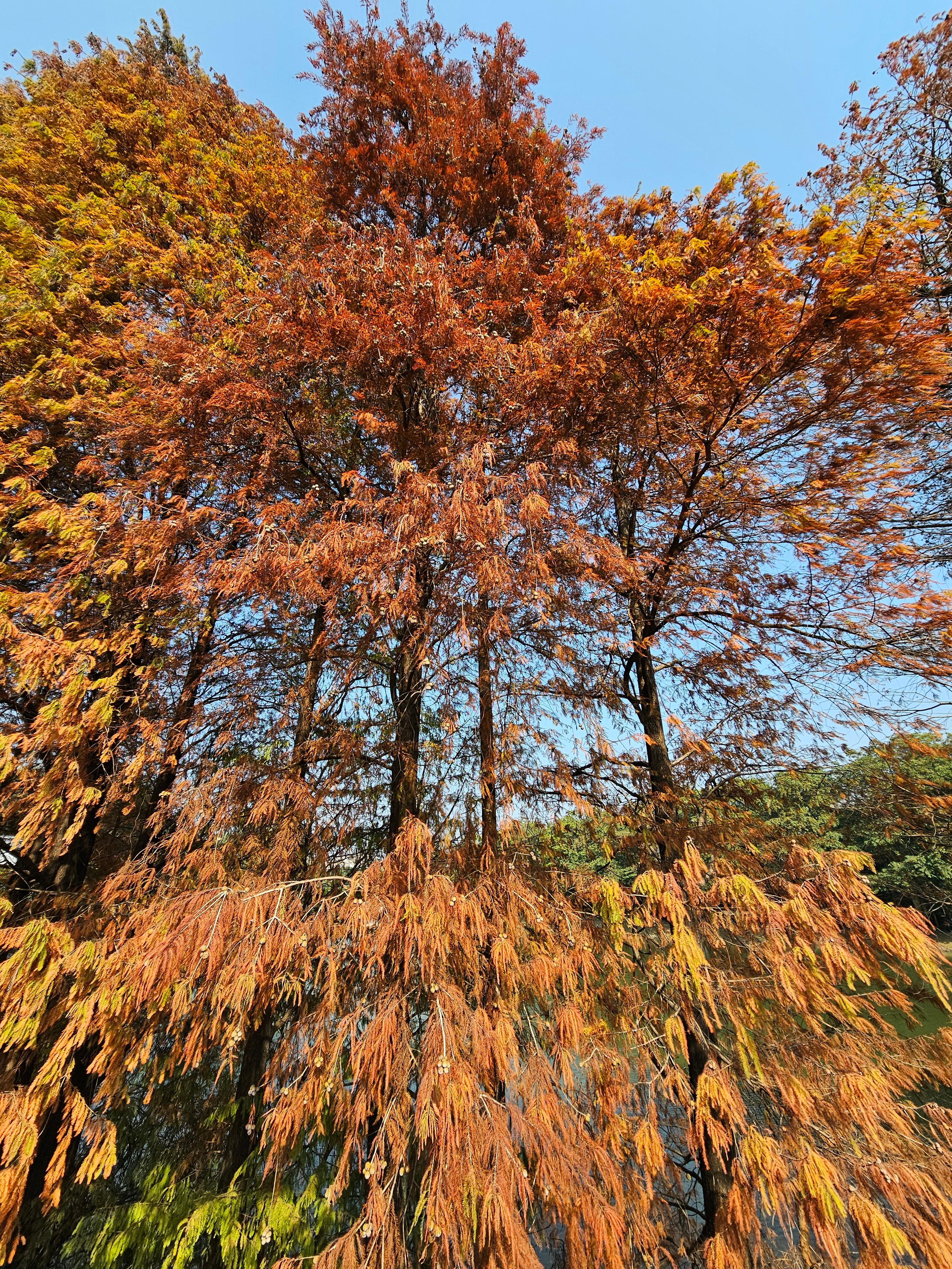광저우 화남식물원