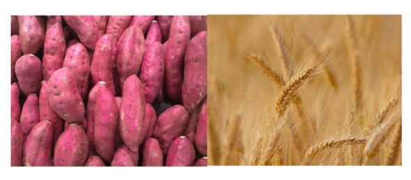 많은 고구마와 보리