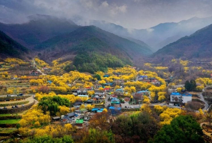산수유축제