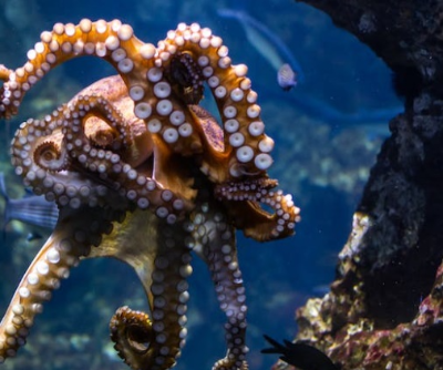 낙지 연포탕 만드는 법