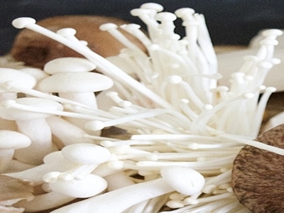 팽이버섯 사진16