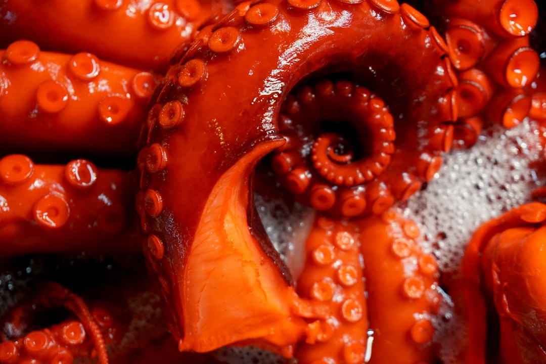 octopus