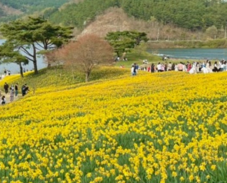 전국수선화명소