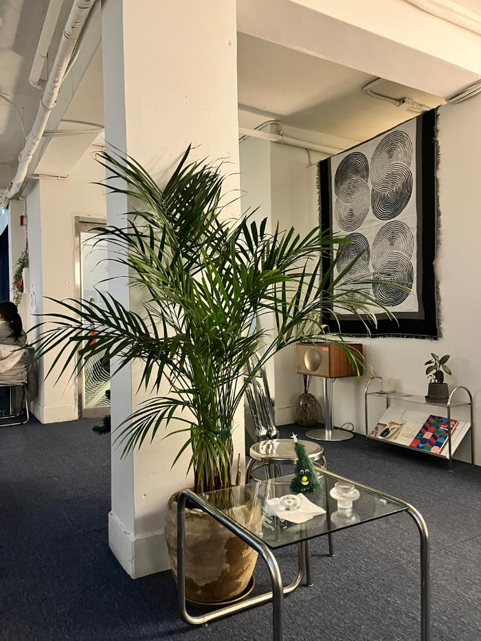 아레카 야자 ㅎㅎ