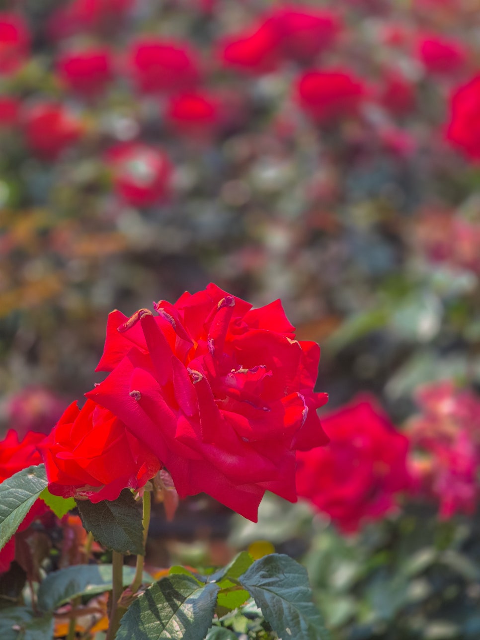 백만송이 장미축제