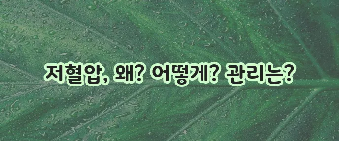 저혈압 이해 원인, 증상, 관리 방법