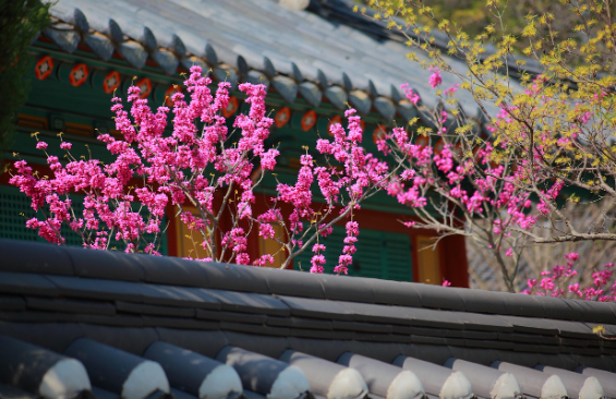 사찰 속 숨겨진 문화재 찾기