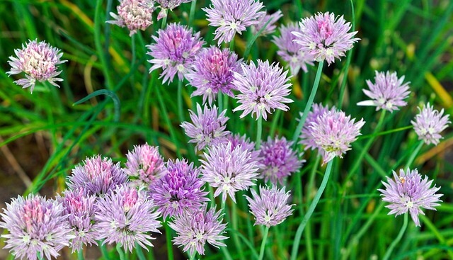 포천 한탄강 가든페스타 2026