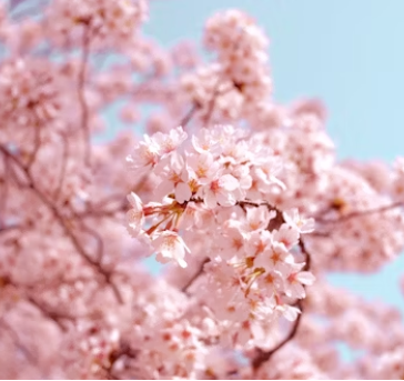 일본 벚꽃 여행 추천지